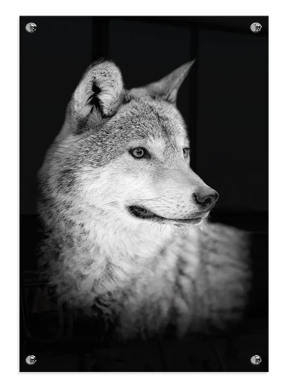 Wolf Portrait Plakat