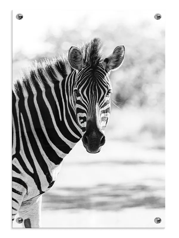 Zebra Portrait Plakat