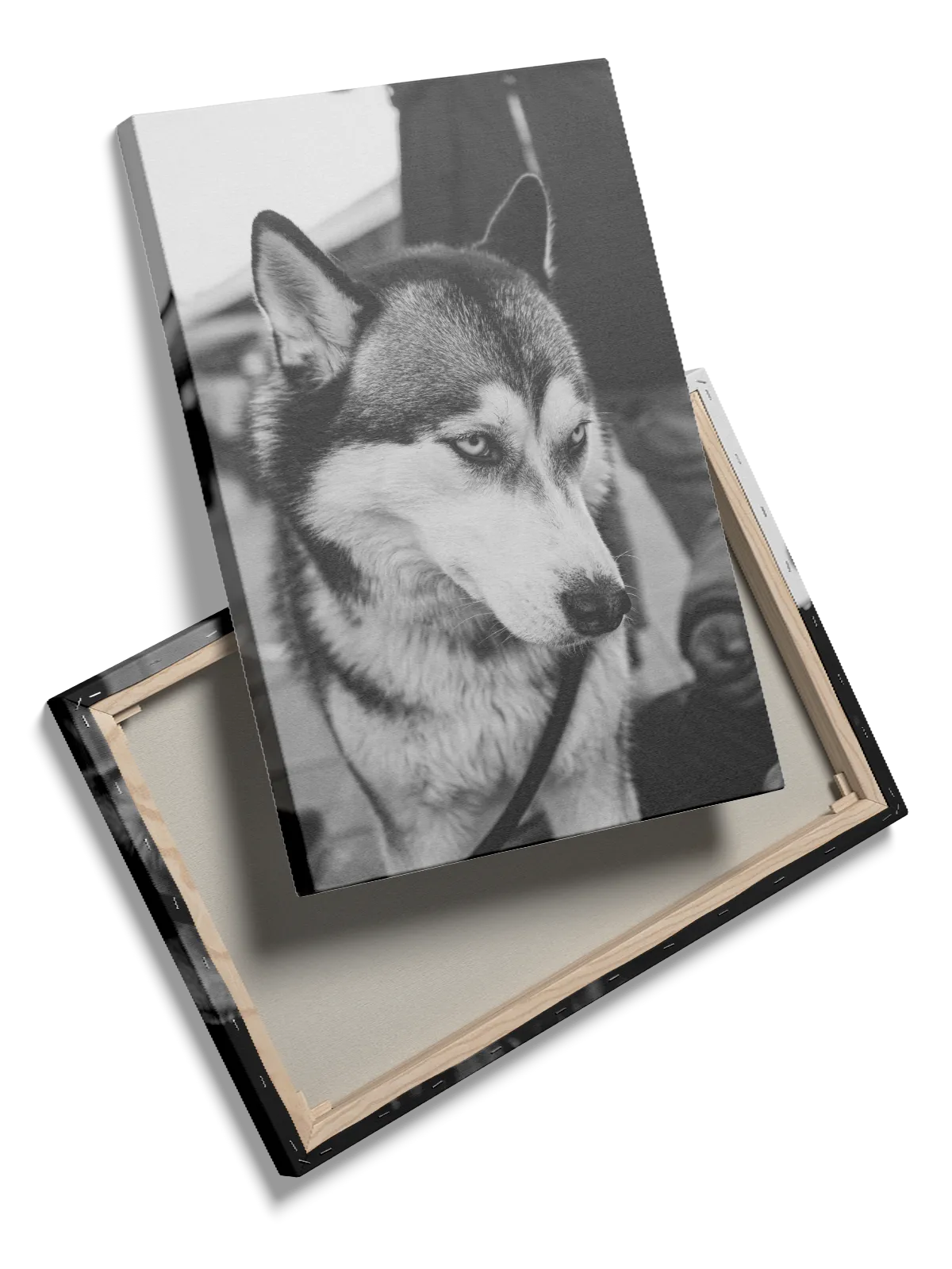 Siberian Husky Plakat