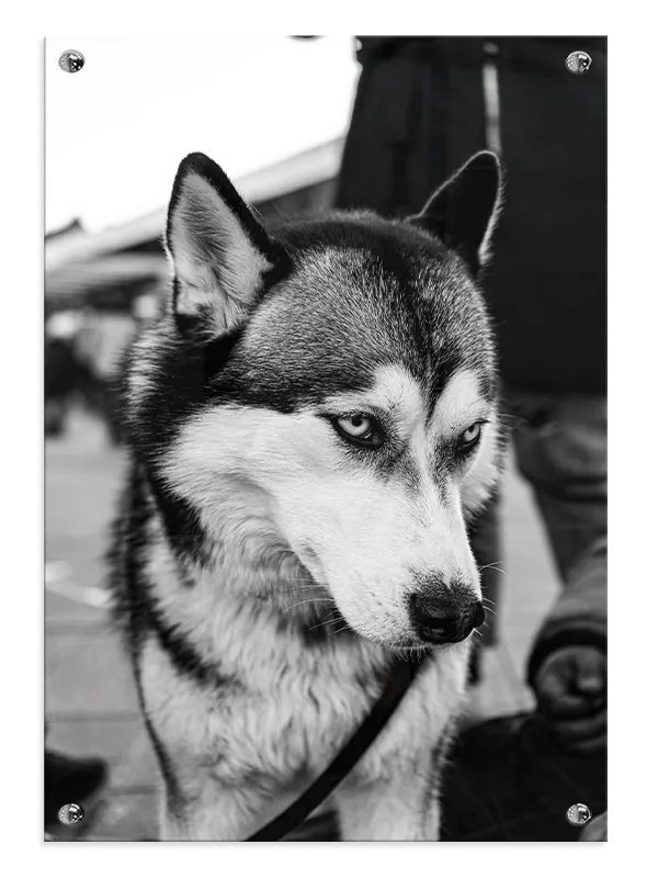 Siberian Husky Plakat