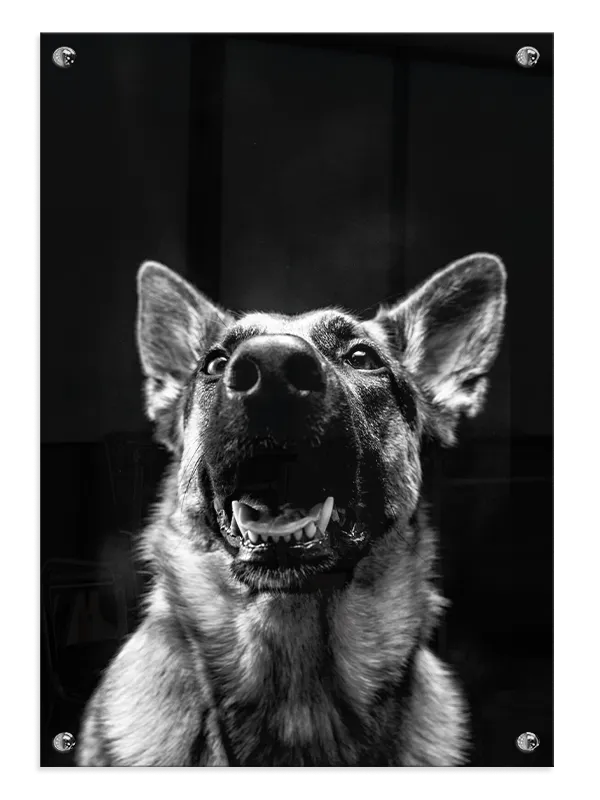 German Shepherd Plakat