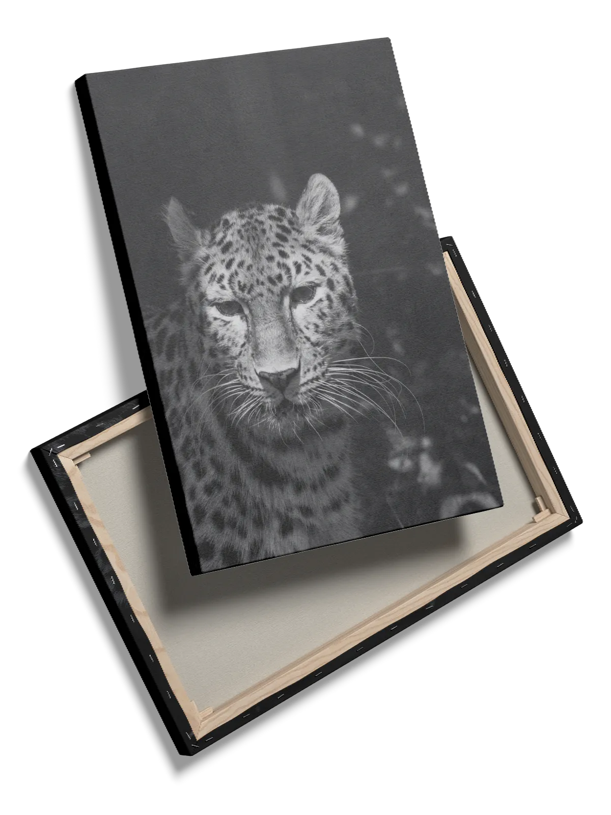 Leopard Closeup Plakat