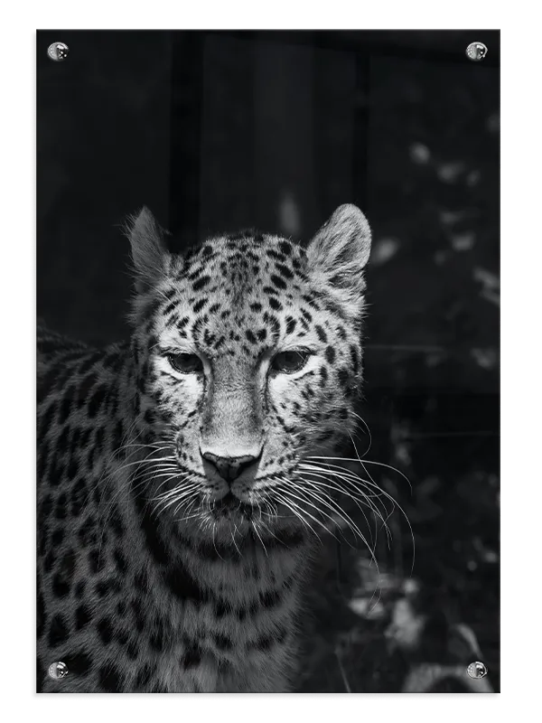 Leopard Closeup Plakat