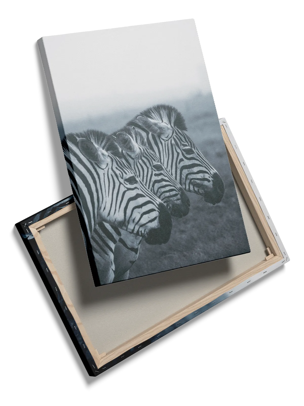 Zebra Trio Plakat