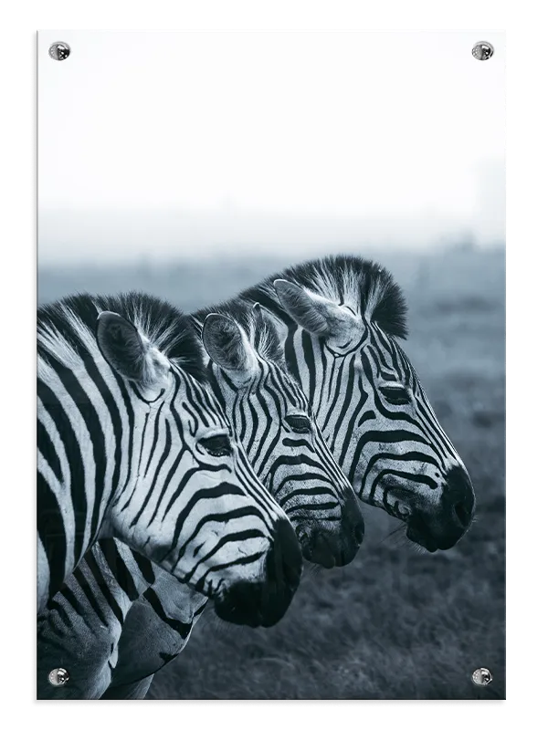 Zebra Trio Plakat