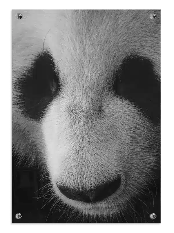 Giant Panda Plakat