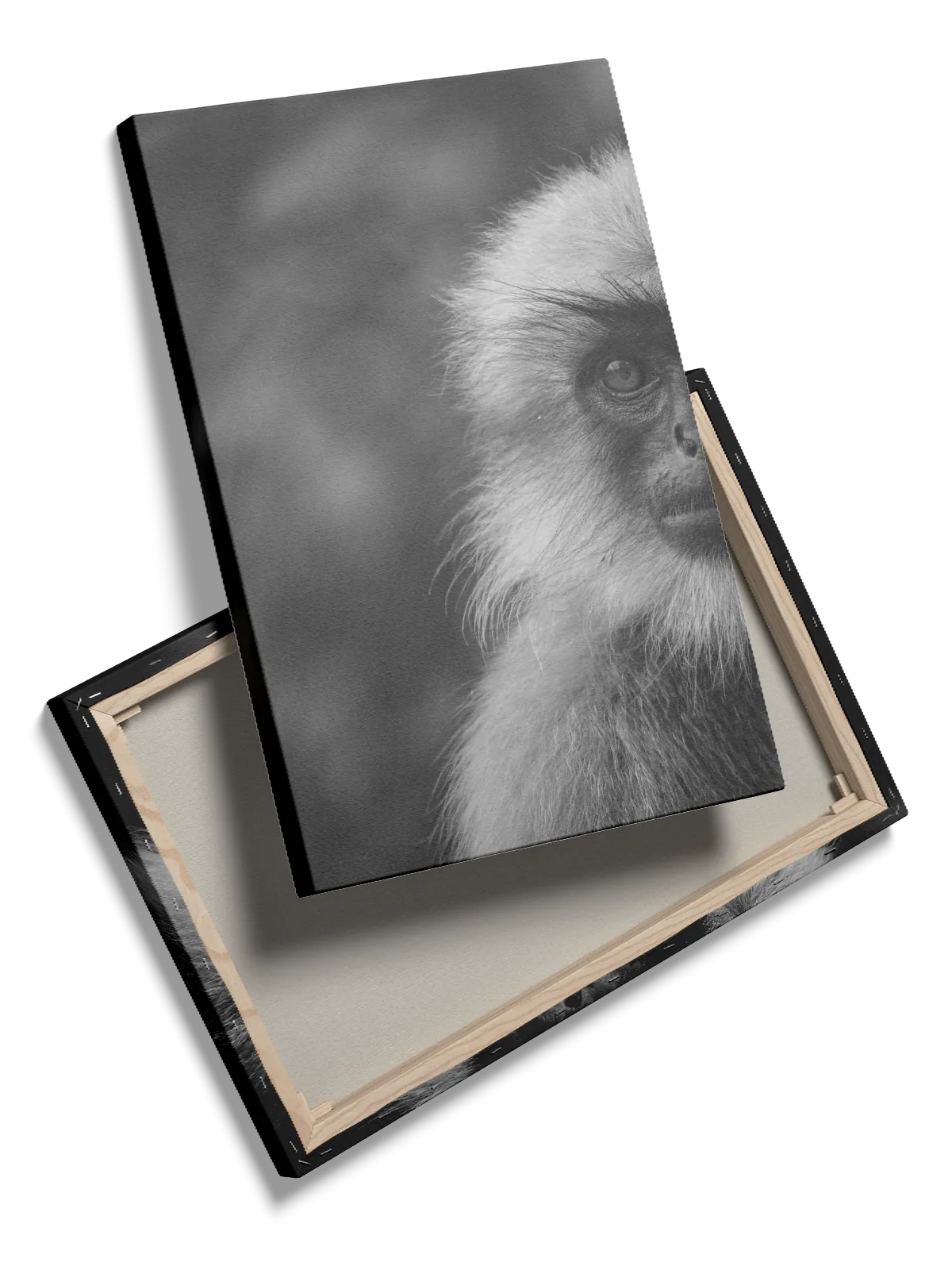 Langur Monkey Plakat