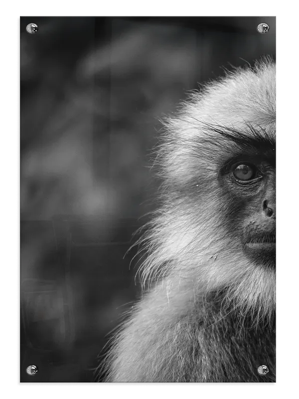 Langur Monkey Plakat