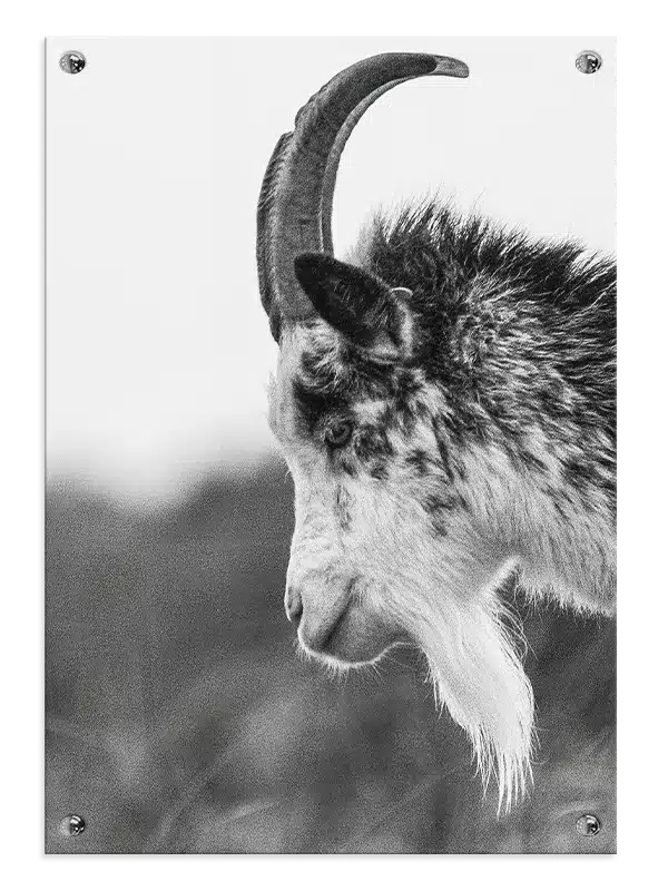 Mountain Goat Plakat