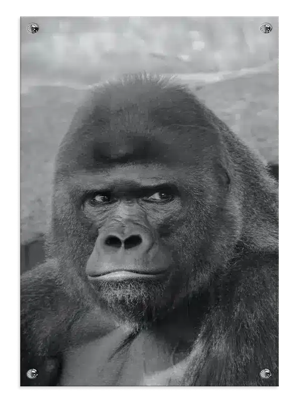 Silverback Gorilla Closeup Plakat