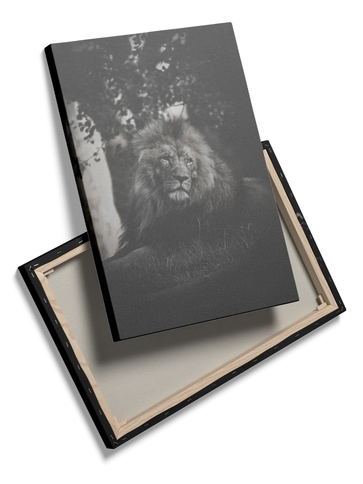 Lion Resting Plakat