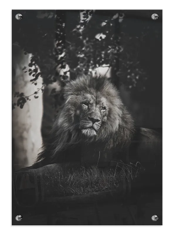 Lion Resting Plakat