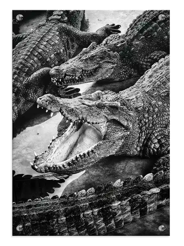 Nile Crocodile Plakat