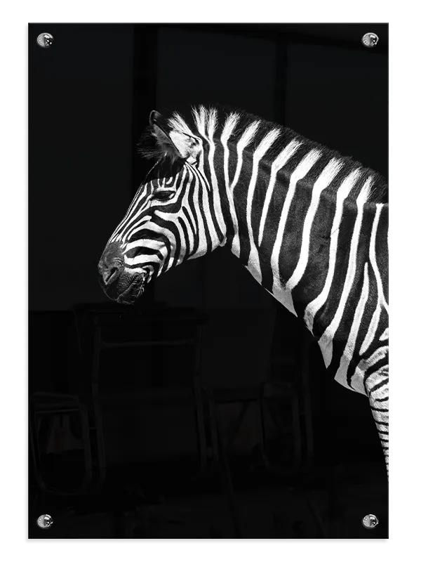 Zebra Profile Plakat