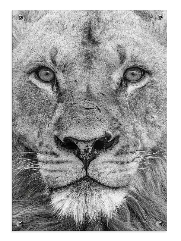 Lion Face I Plakat