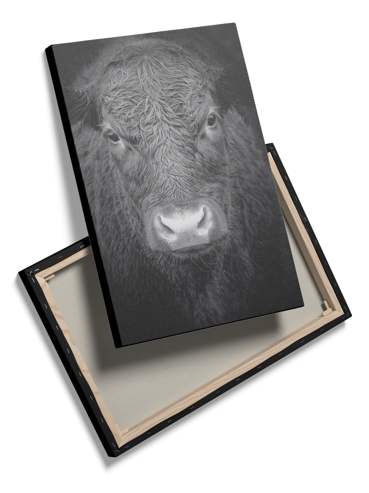 Cat Black Angus Plakat
