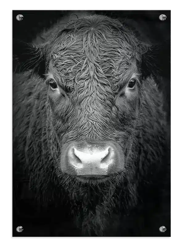 Cat Black Angus Plakat