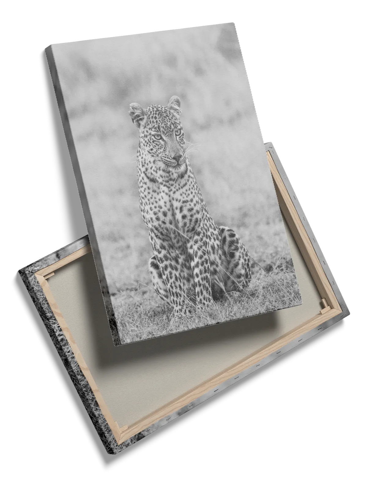 Leopard Sitting Plakat