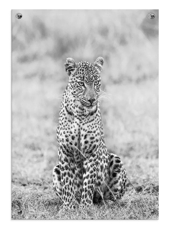 Leopard Sitting Plakat