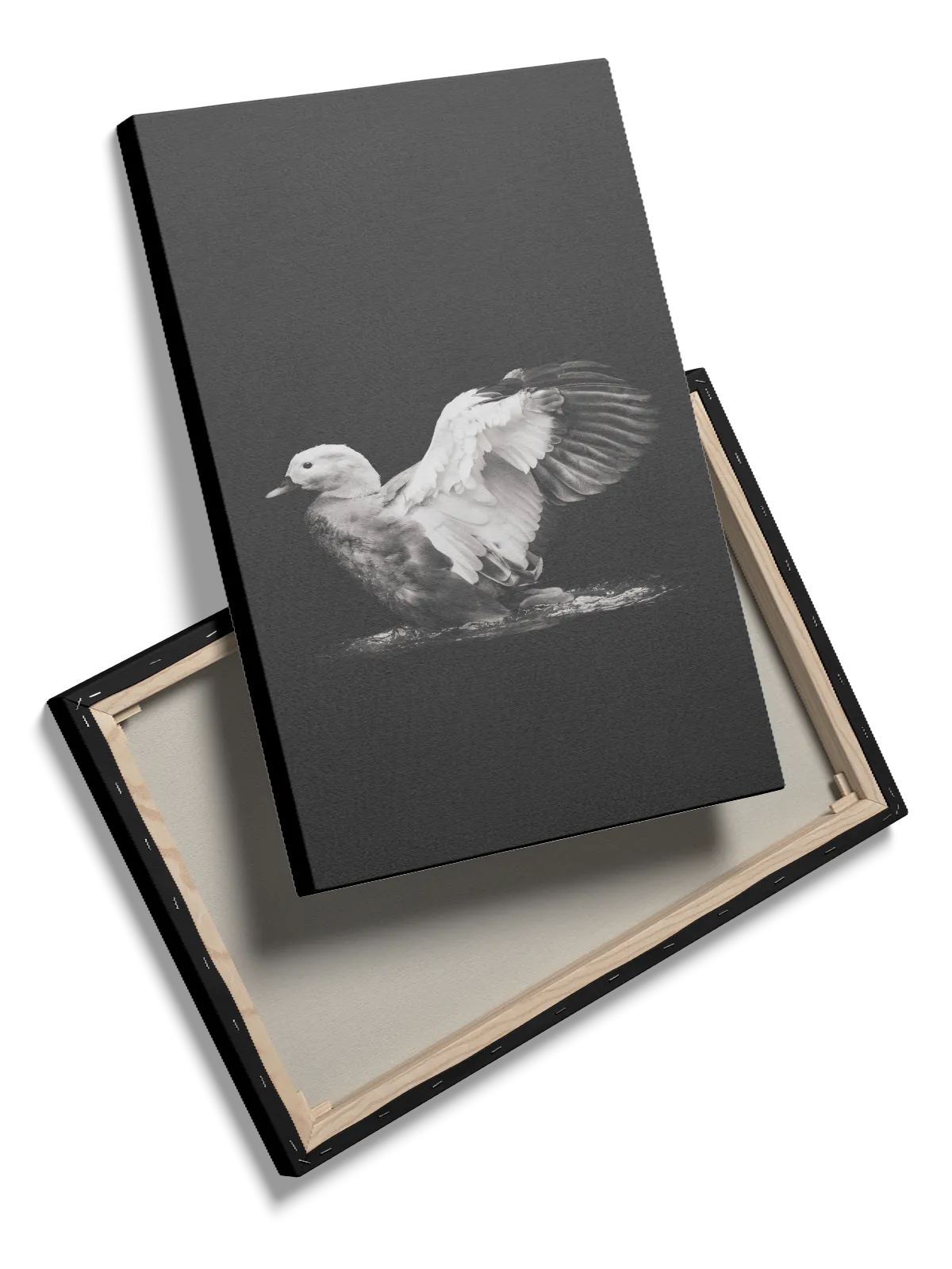 Fugl Duck With Wings Spread Plakat