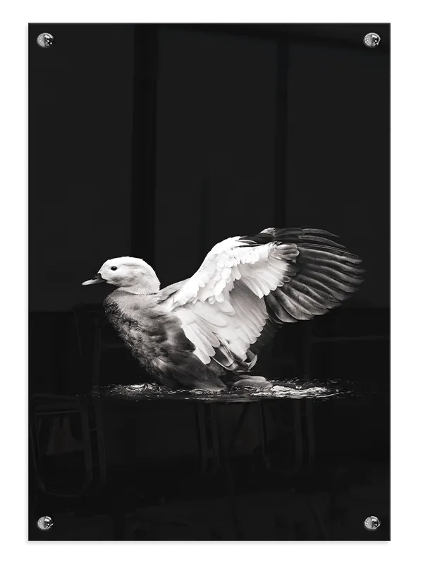 Fugl Duck With Wings Spread Plakat