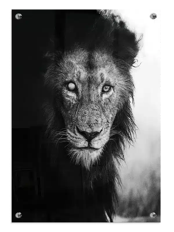 Blind Lion Plakat