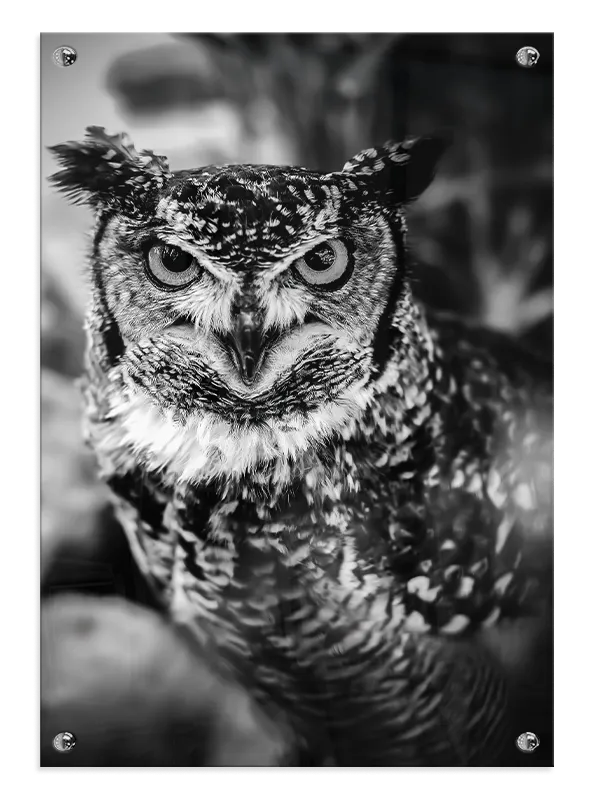Great Horned Owl Plakat