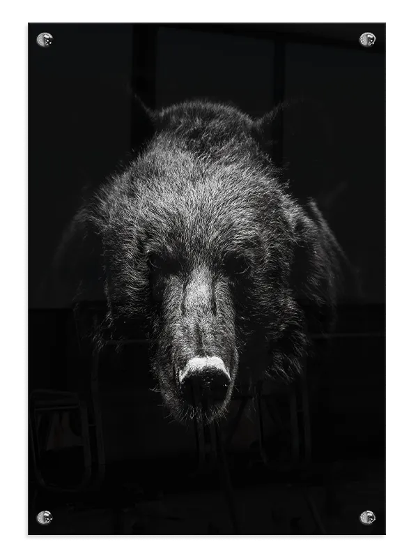 Brown Bear No2 Plakat