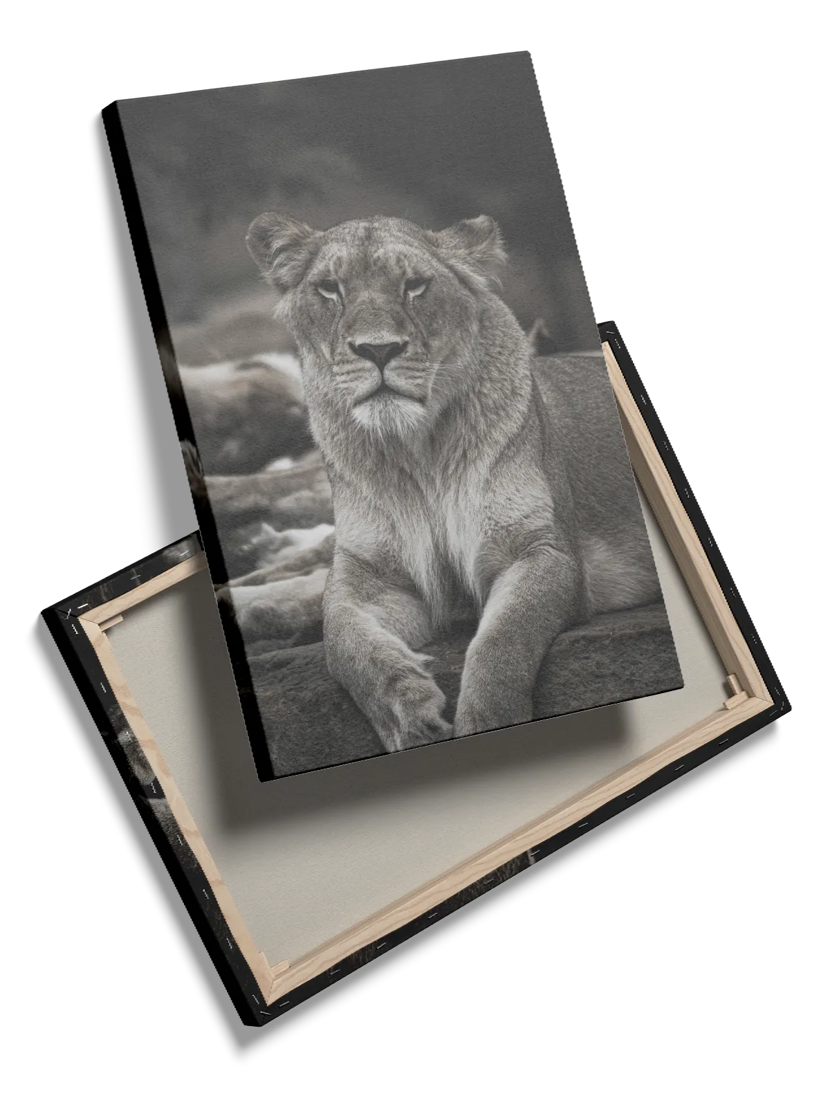 Lioness Resting Plakat
