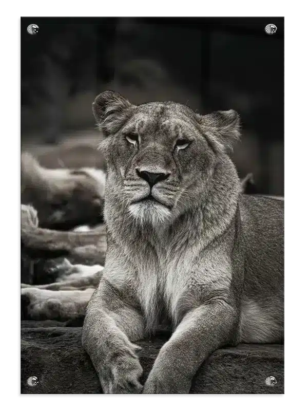 Lioness Resting Plakat