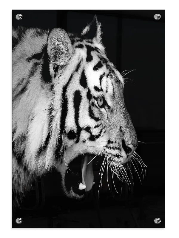 Roaring Tiger Plakat