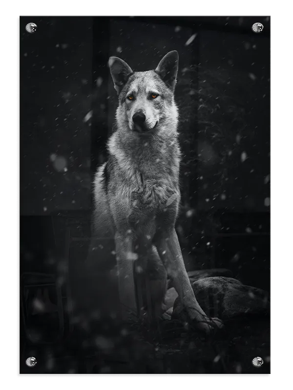 Wolf In Snow Plakat