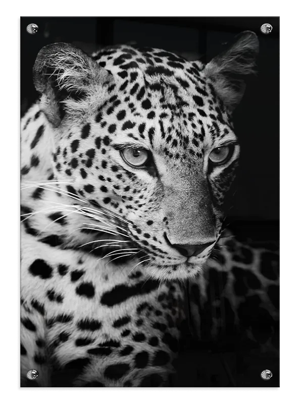 Leopard Close Up Plakat