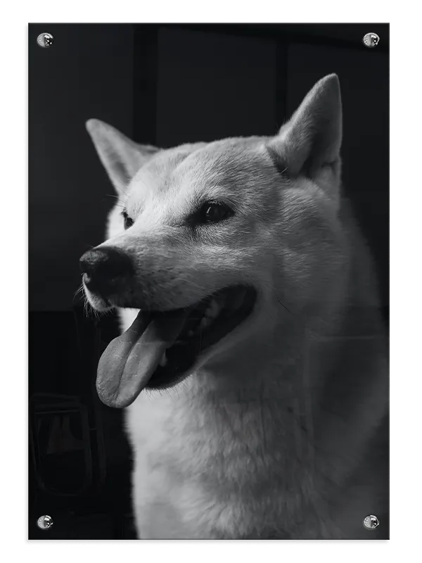 Hund Shiba Inu Plakat