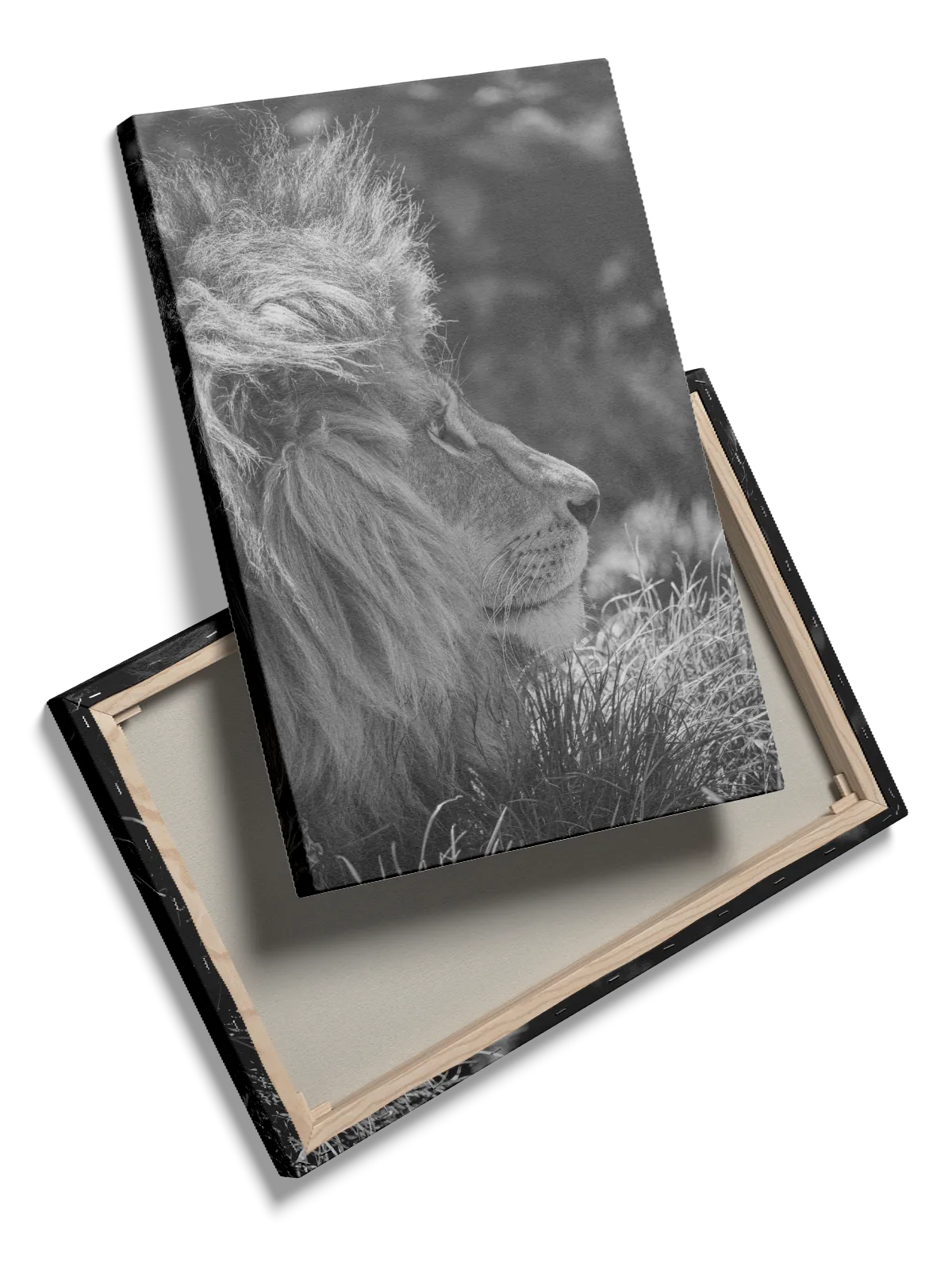 Lion Side Profile Plakat