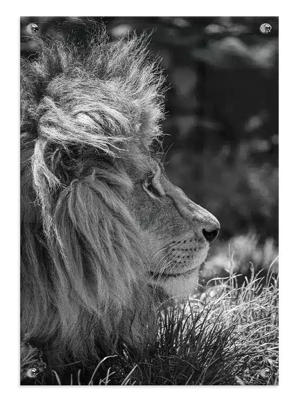 Lion Side Profile Plakat