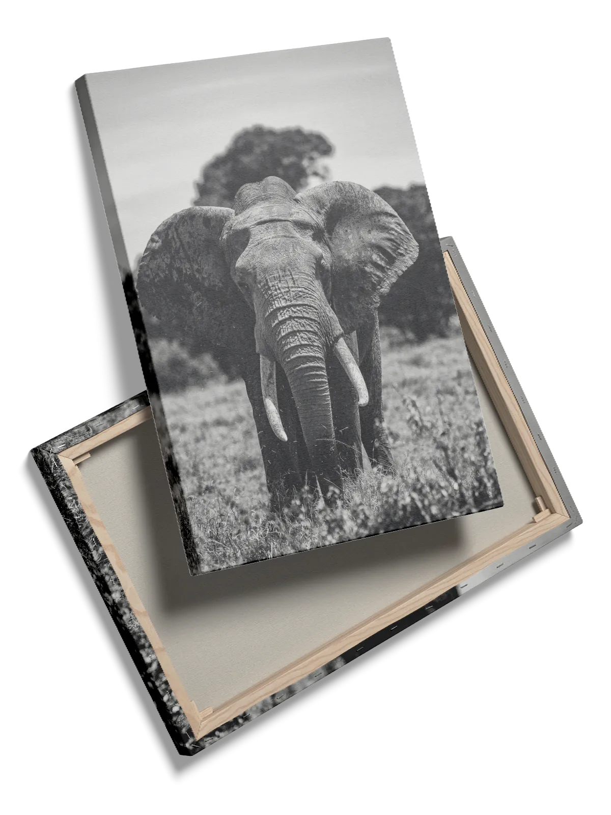 Elephant Front View Plakat