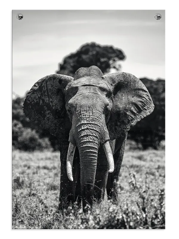 Elephant Front View Plakat