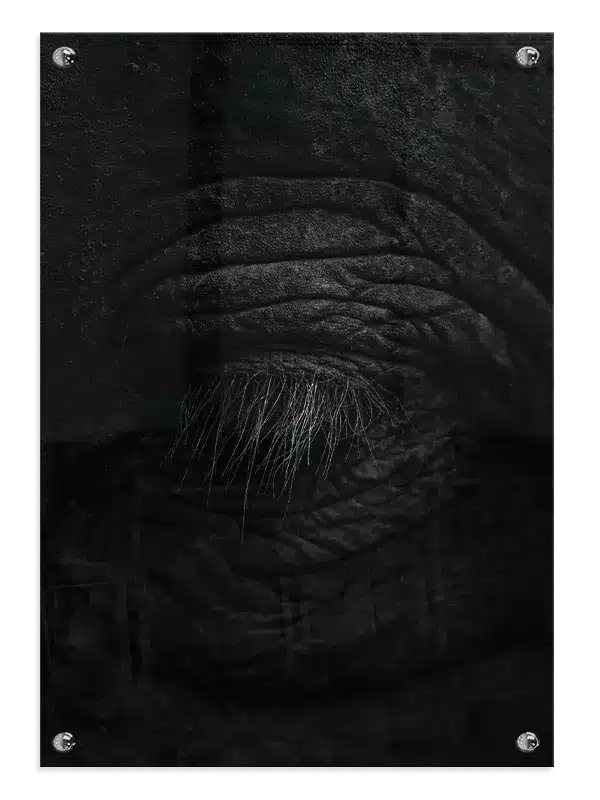 Elephant Eye Plakat