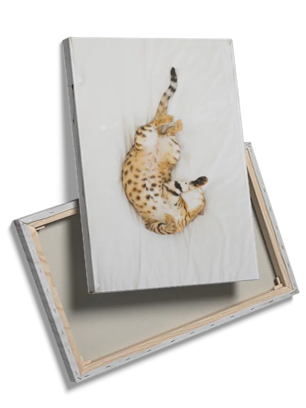 Playful Spotted Cat Relaxing Plakat