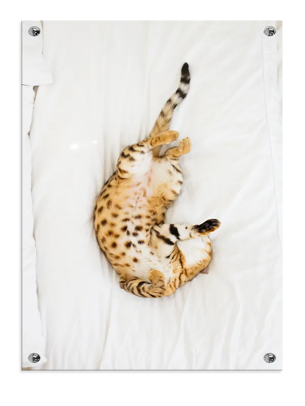 Playful Spotted Cat Relaxing Plakat