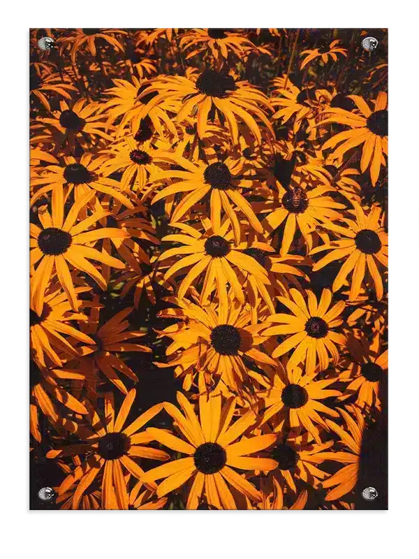Solvarme Sortøjede Susan Plakat