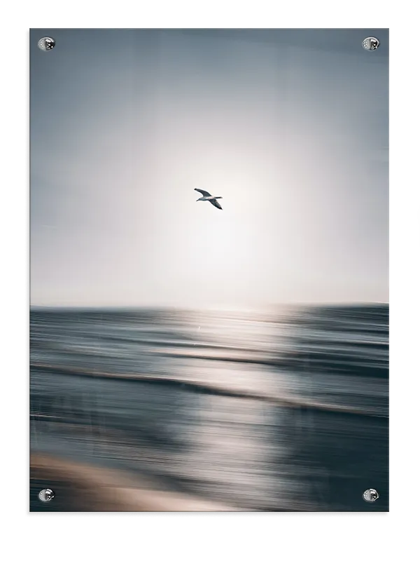 Måge Over Havet Plakat