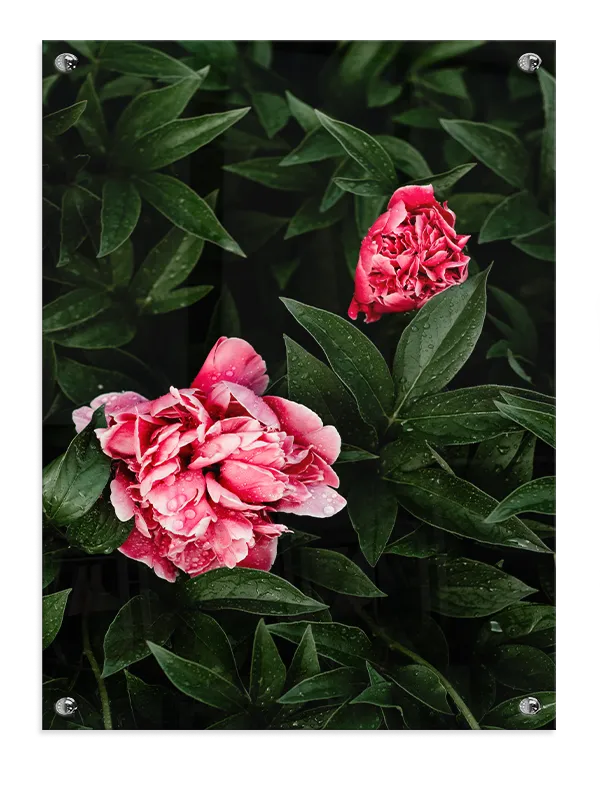 rosa-vandliljer-i-morgenlys-plakat