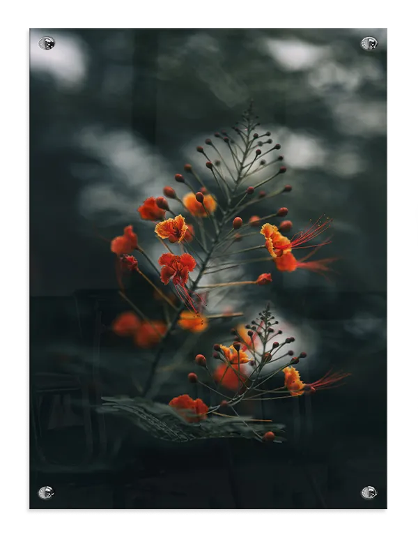Orange Blomster i Skumring Plakat