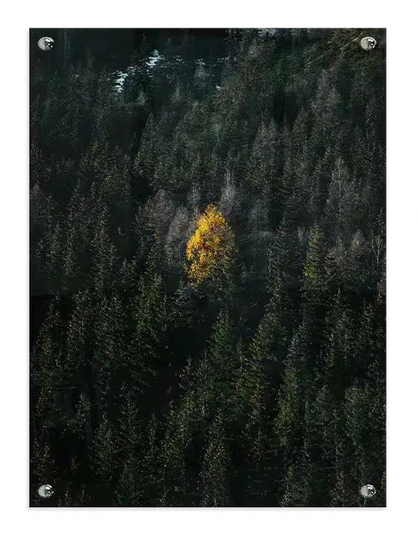 Gult Træ i Mørk Skov Plakat