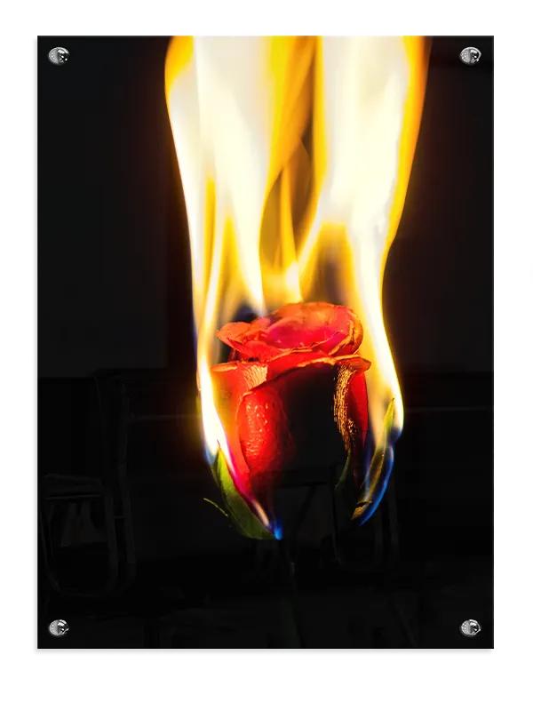Flammende Rød Rose Plakat