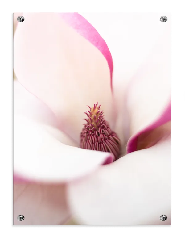 Magnolia Blomst Detalje Plakat