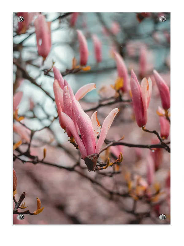 Rosa Magnolia Knopper Plakat