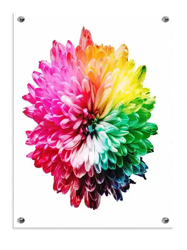 Regnbue Chrysanthemum Blomst Plakat